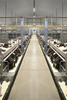 Your innovative and sustainable calf barn