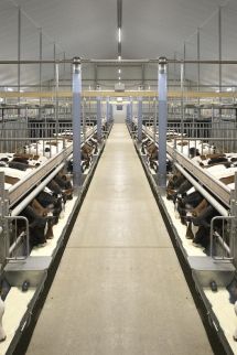 Kalverstal met duurzame en diervriendelijke huisvesting Uw innovatieve en duurzame kalverstal