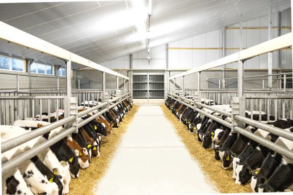 Veal farmers in the Netherlands and far beyond see our housing as a key to success.