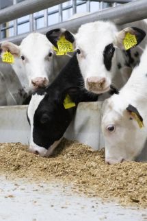 Our commitment to the veal industry