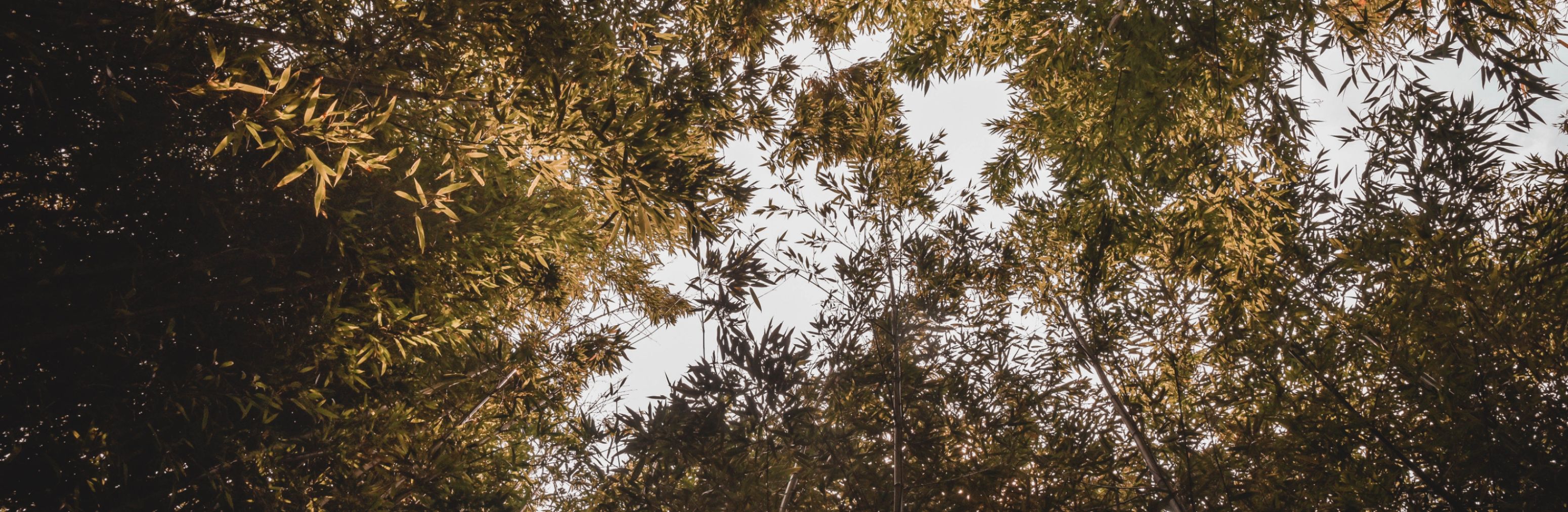 zane-lee-i2AzVtRPl-M-unsplash@2x.png