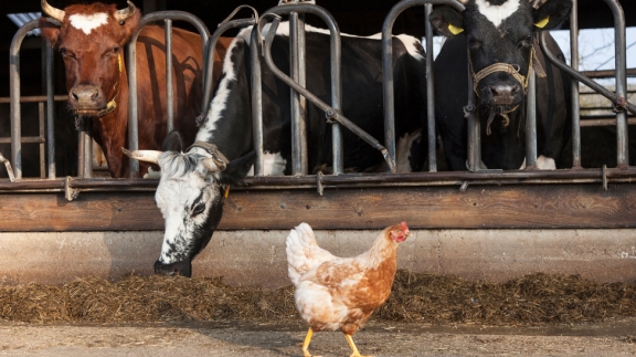 boon techniek agrotechniek