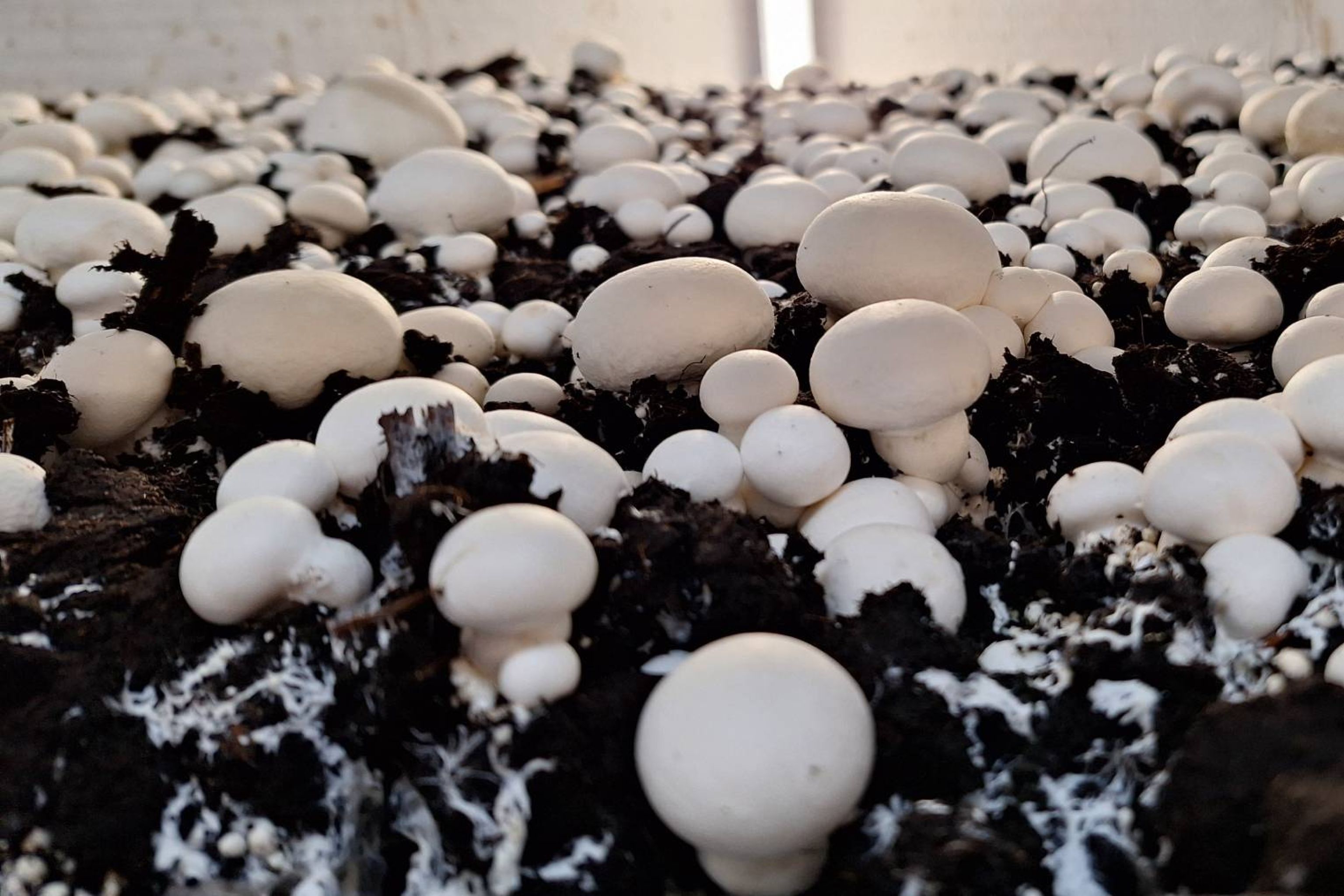 Pilzhof Nettetal champignons