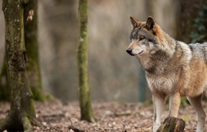 Wolven in ons natuurgebied: dit moet je weten