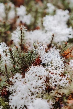 Toerisme Schoorl- duinen wandeling- RenateB _7_.jpg