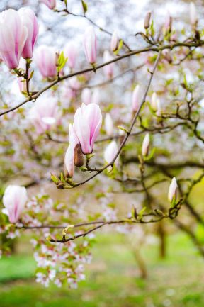 spg-21233-Belmonte Arboretum Wageningen-4.jpg