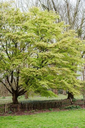 spg-21233-Belmonte Arboretum Wageningen-8.jpg