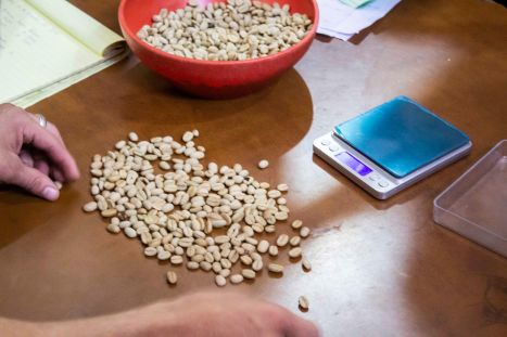 APAC controleert de koffiebonen van Kaars Koffie APAC controleert de koffiebonen van Kaars Koffie