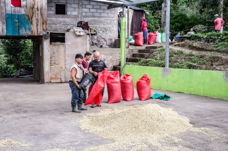 Koffieboeren van APAC leggen de koffiebonen van Kaars Koffie te drogen Koffieboeren van APAC leggen de koffiebonen van Kaars Koffie te drogen