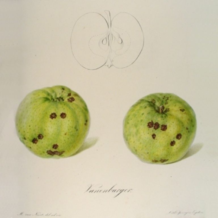 Vanenburger appel
