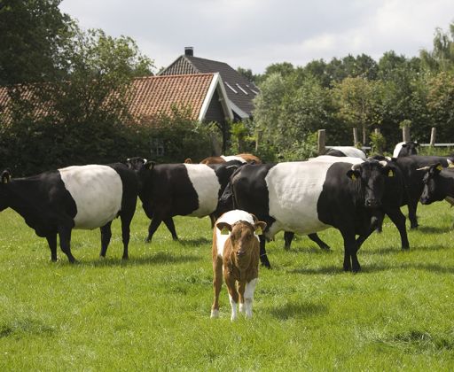 Kasteel De Vanenburg