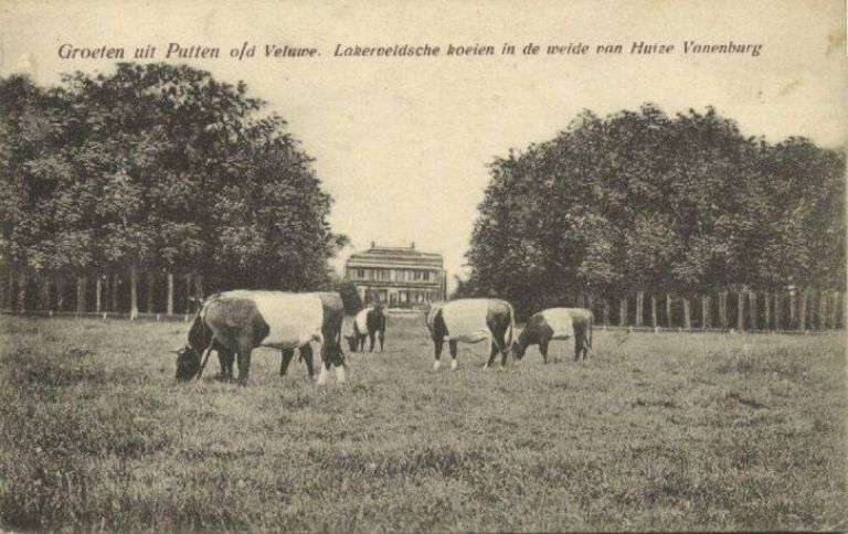Lakerveldsche koeien in de weide bij Huize Vanenburg te Putten
