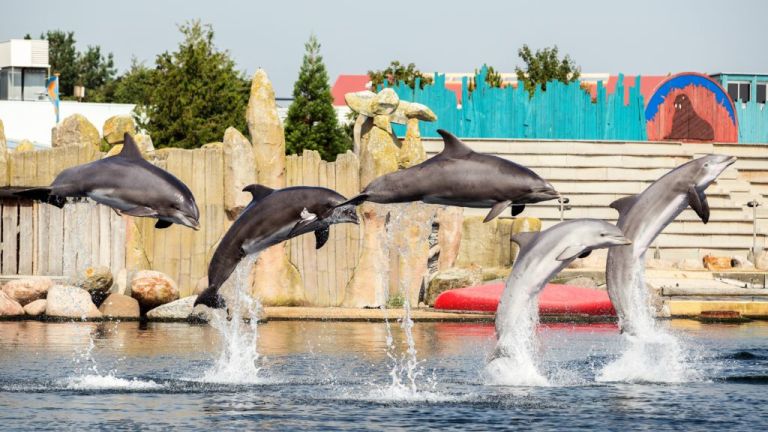 harderwijk dolfinarium show rolstoel dagtocht senioren persfoto  0x