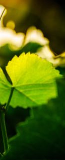 Mookerheide Wandeling