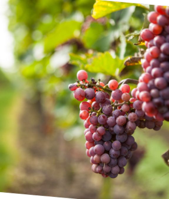 Geniet van een gastvrij ontvangst op ons sfeervolle en ruimtelijk boerenerf