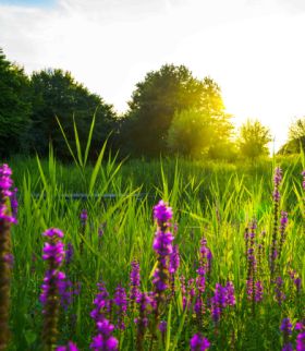 Mookerheide Wandeling