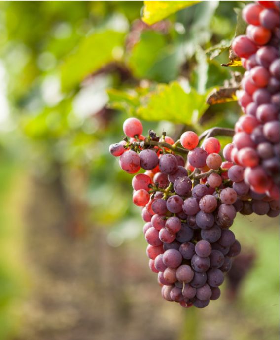 Geniet van een gastvrij verblijf op ons sfeervol en ruimtelijk boerenerf.