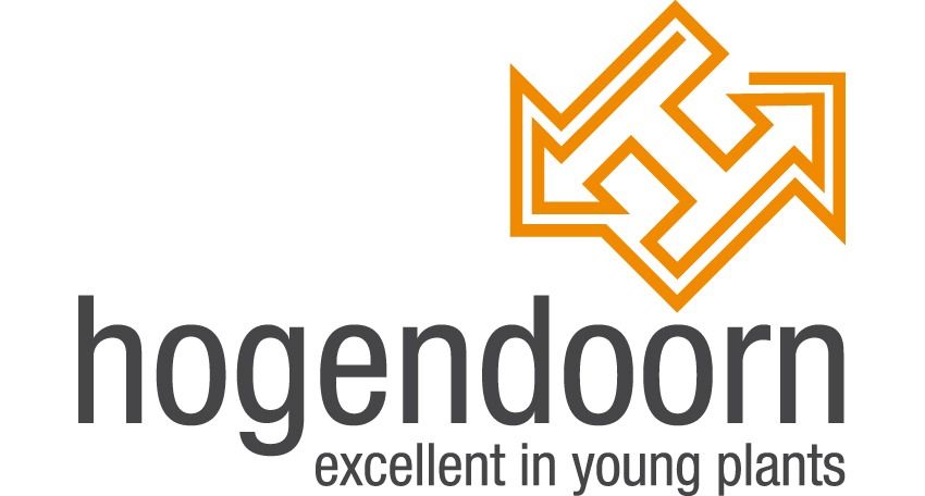 Hogendoorn – excellent in young plants