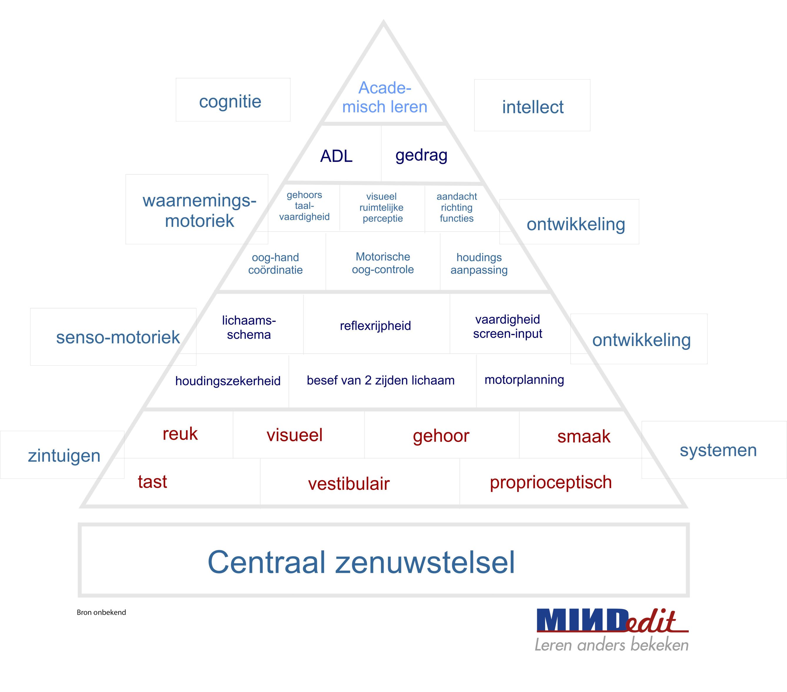 ontwikkeling model Centraal Zenuwstelsel b