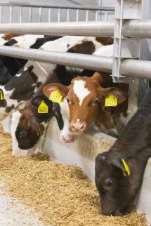 Die Kraft der Zusammenarbeit