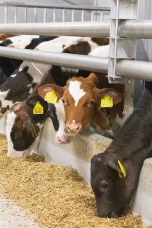 Le pouvoir de la coopération