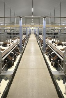 Uw innovatieve en duurzame kalverstal