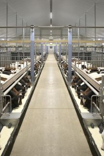 Votre étable à veaux innovante et durable