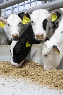 Notre engagement envers la filière veau