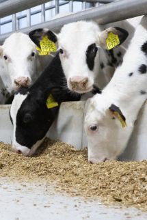 Our commitment to the veal industry