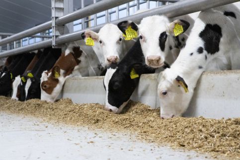 Onze inzet voor de kalversector