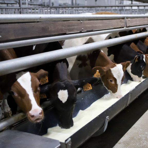 Selection of top-quality calves