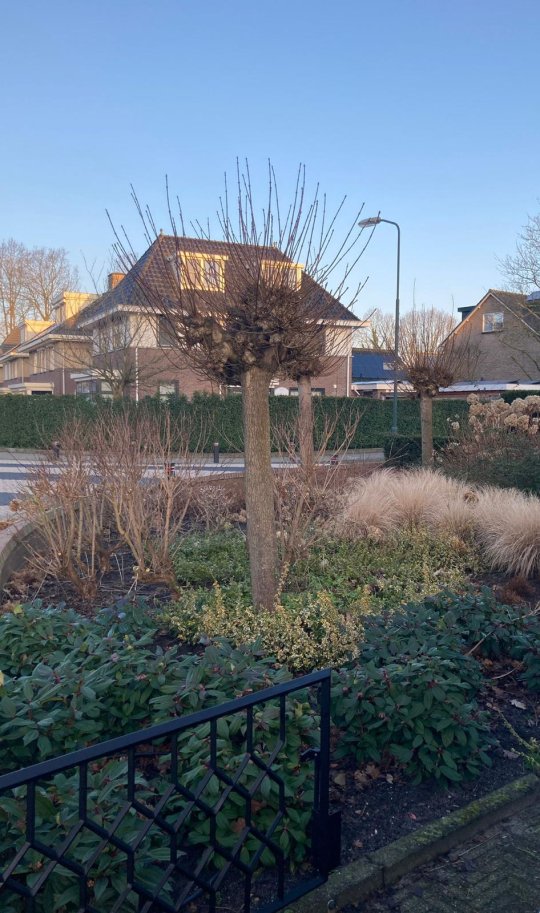 Hovenier Amersfoort voor bedrijven en particulieren