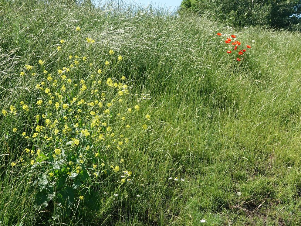 Biodiversiteit grondwal