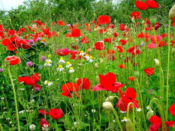 Geniet van een gastvrij ontvangst op ons sfeervolle en ruimtelijk boerenerf
