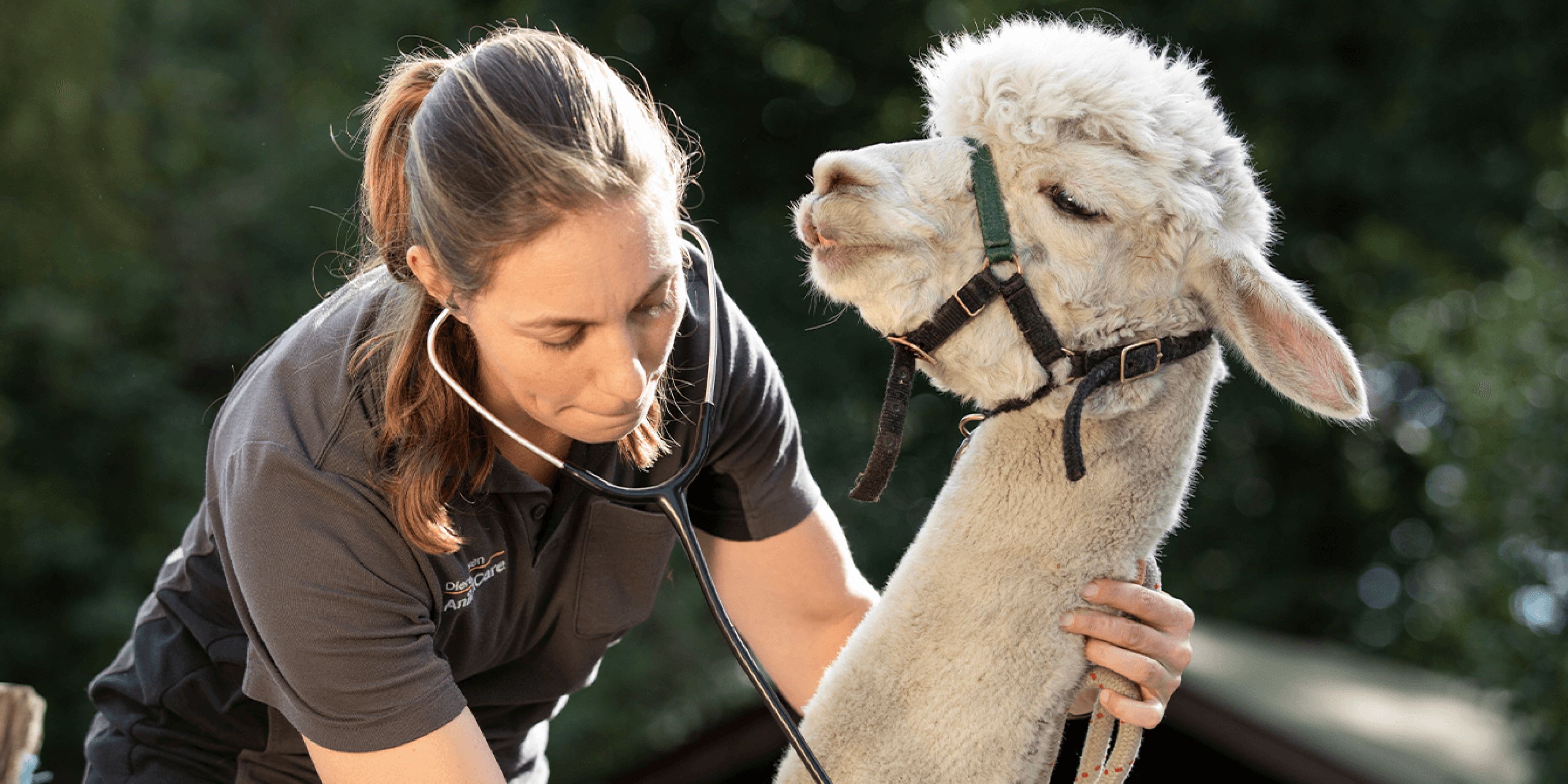 Dierenarts onderzoekt Alpaca met stethoscoop