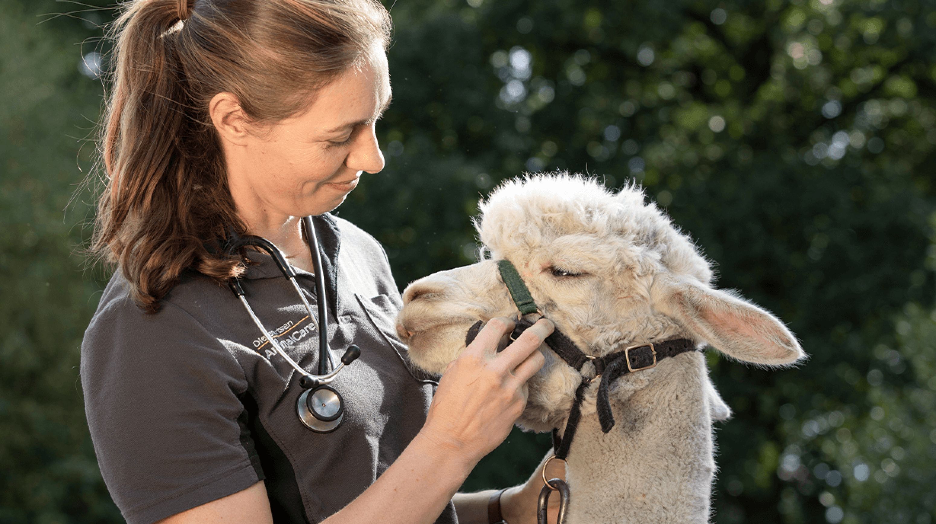 Dierenarts onderzoekt witte Alpaca