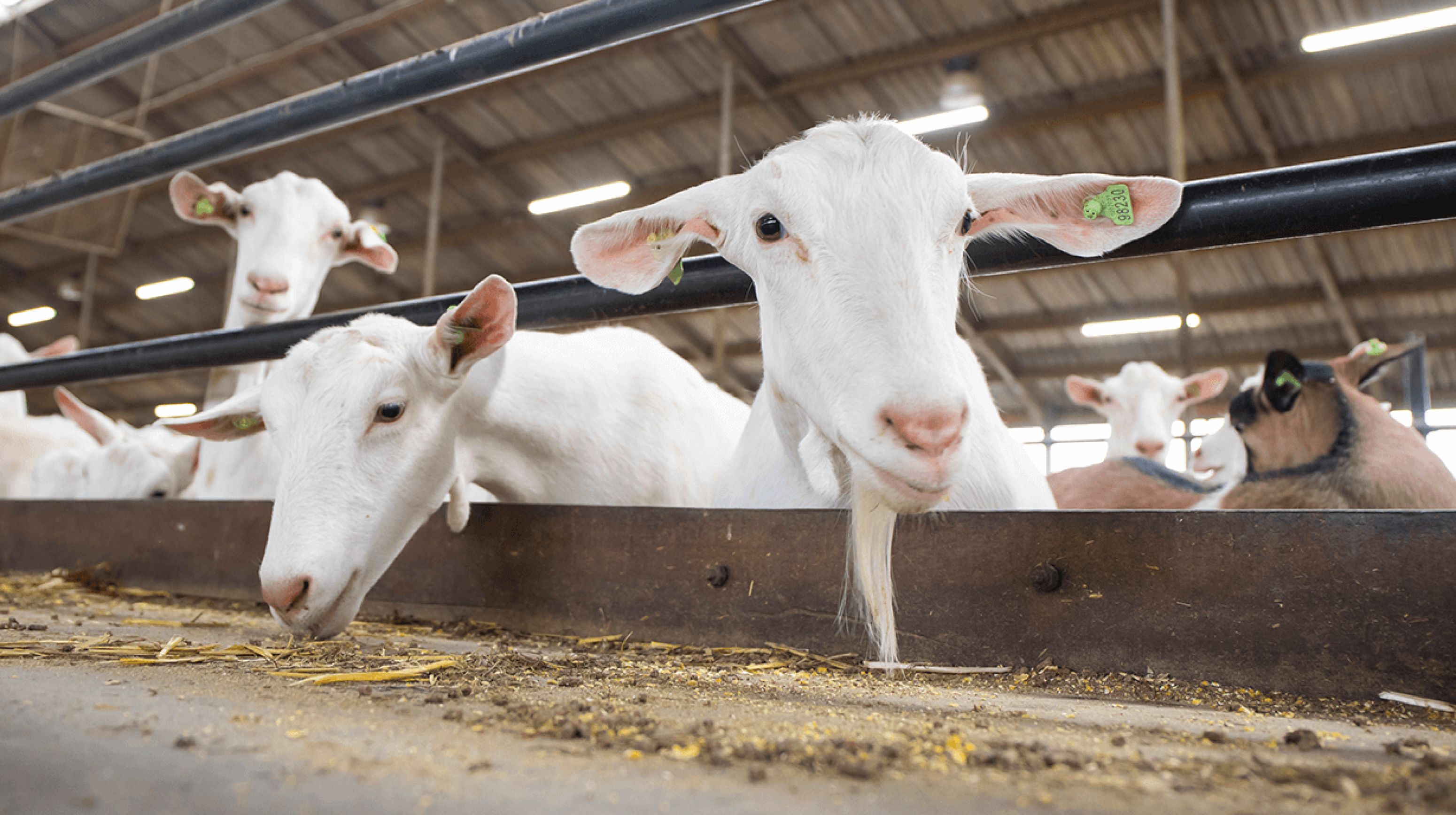 Twee geiten in de stal