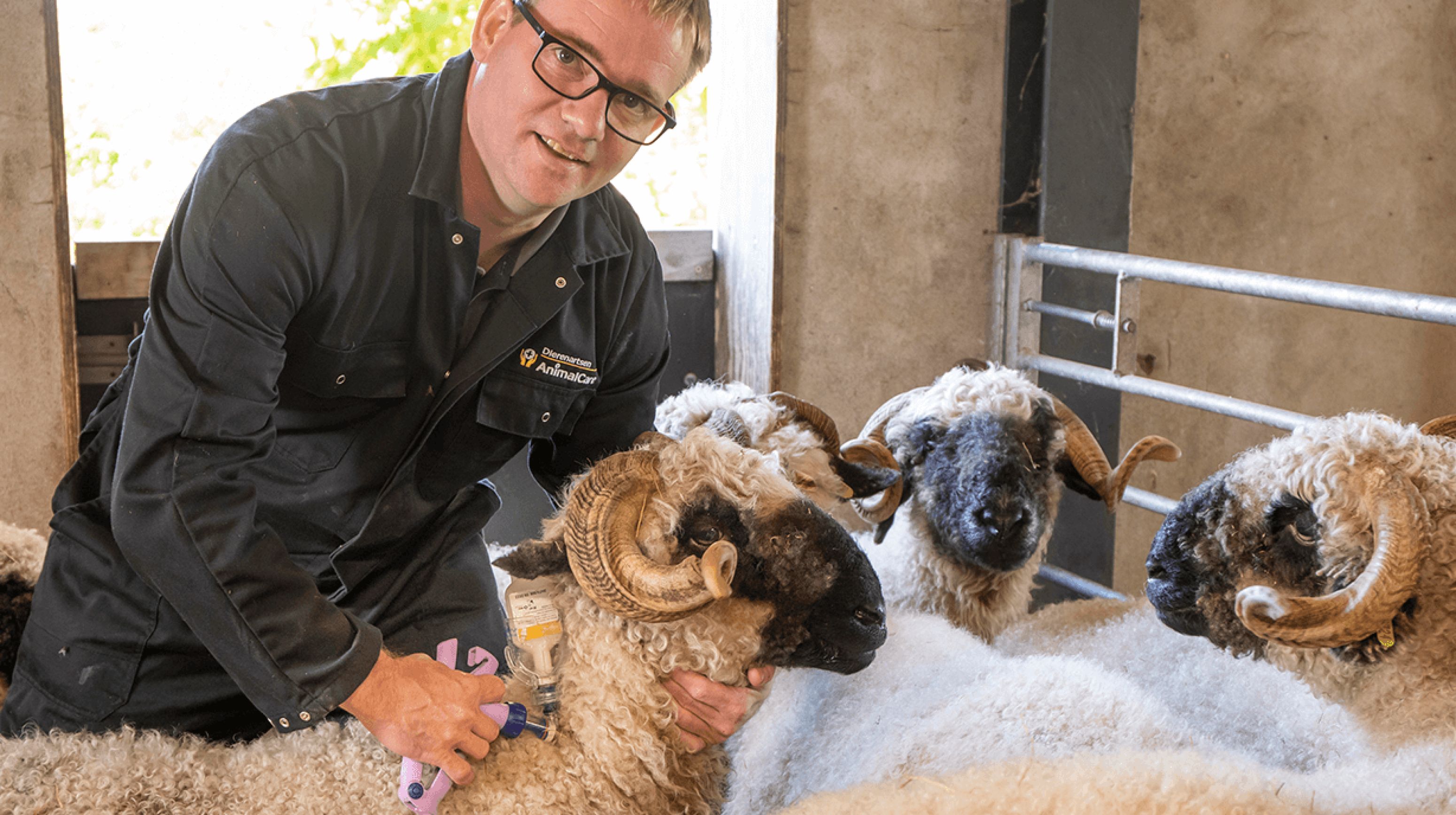 Vaccinatie van een schaap