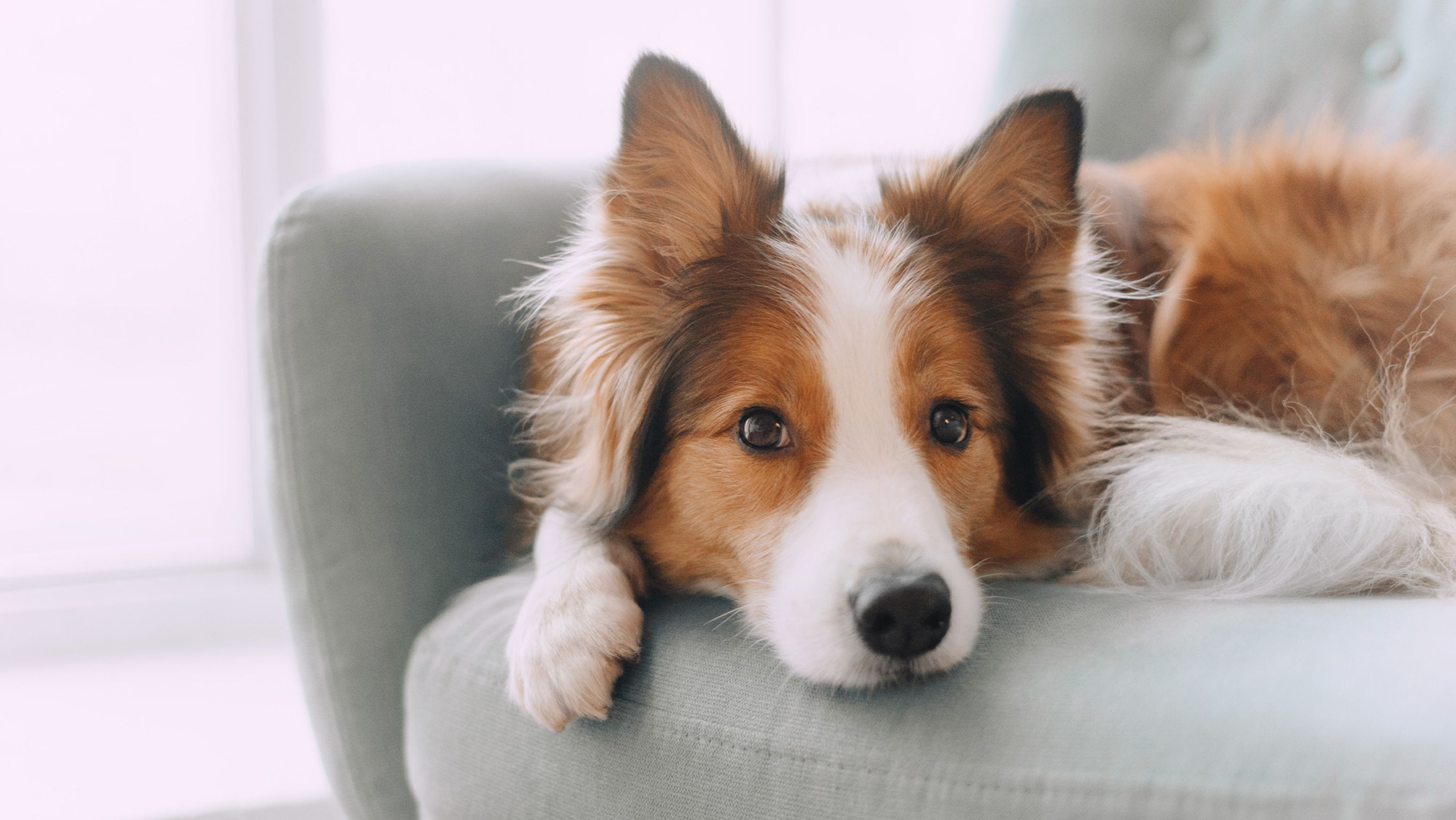 AnimalCare diersoorten hond
