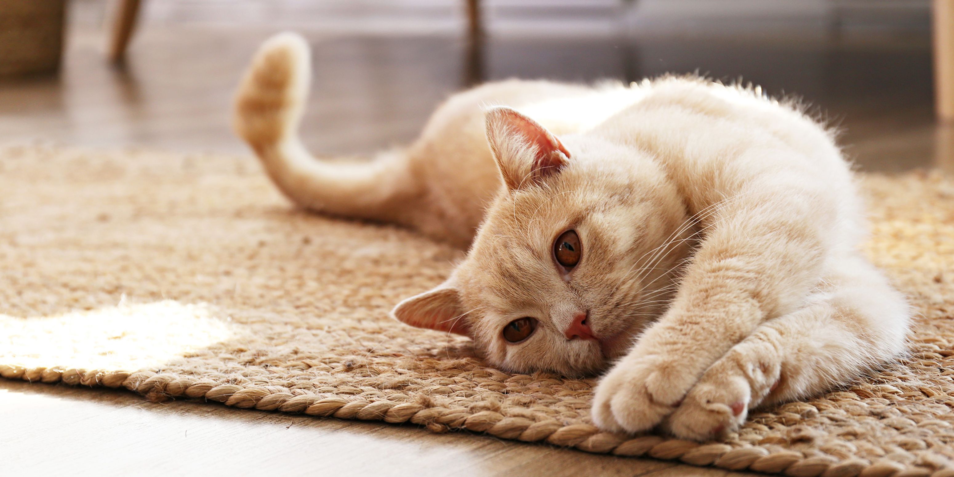 AnimalCare diersoorten kat