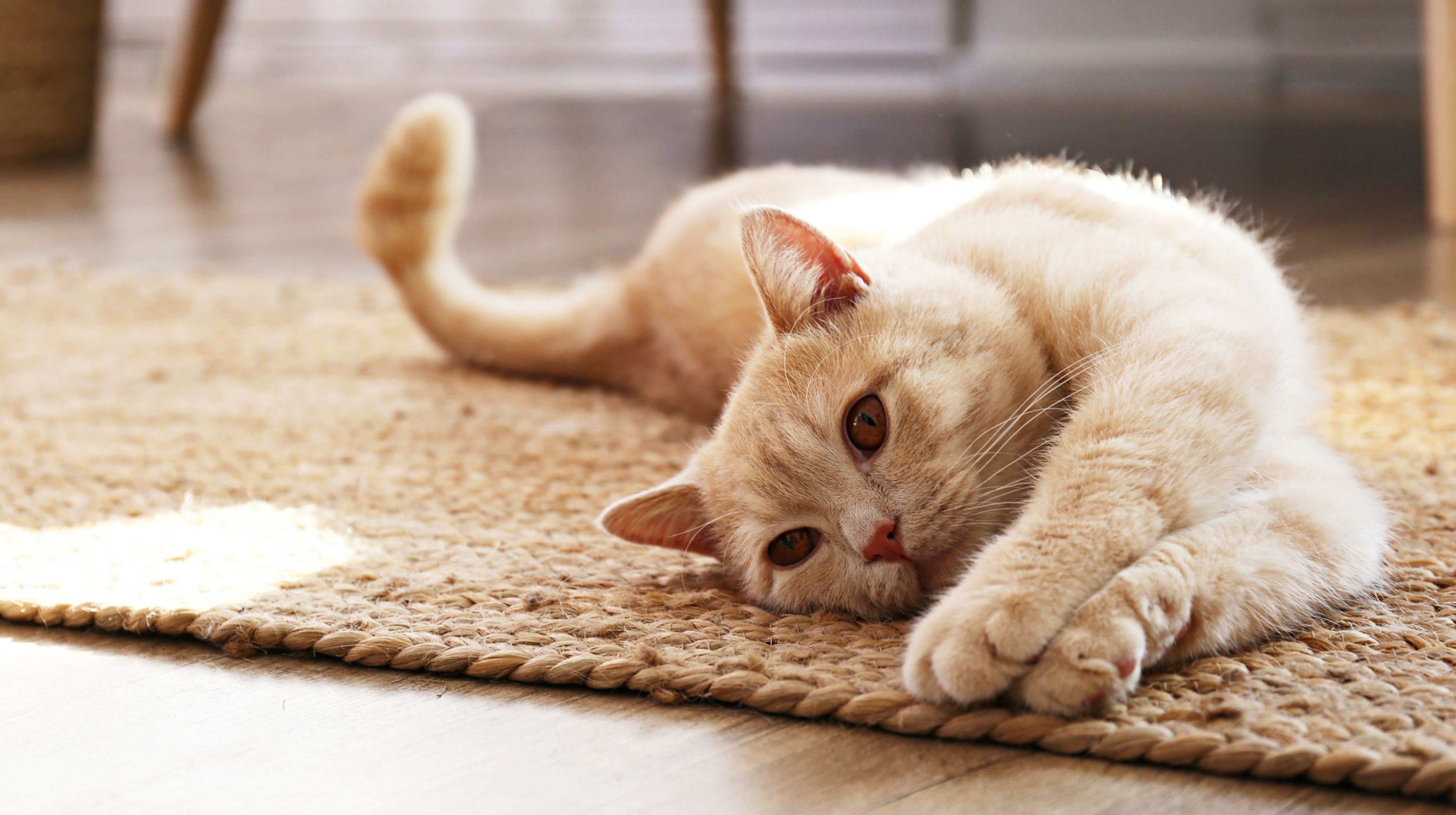 AnimalCare diersoorten kat