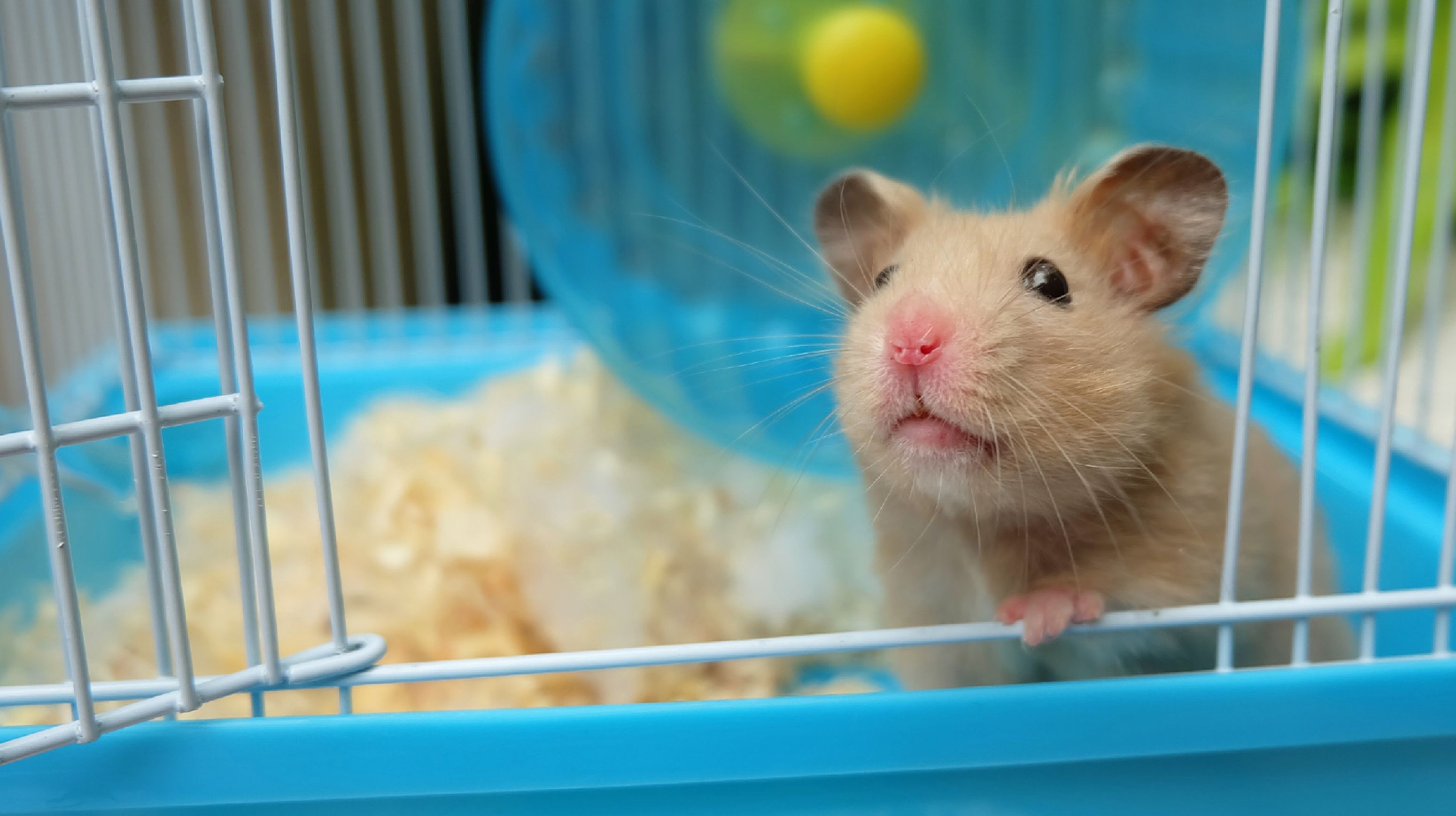 Chinchilla op onderzoektafel
