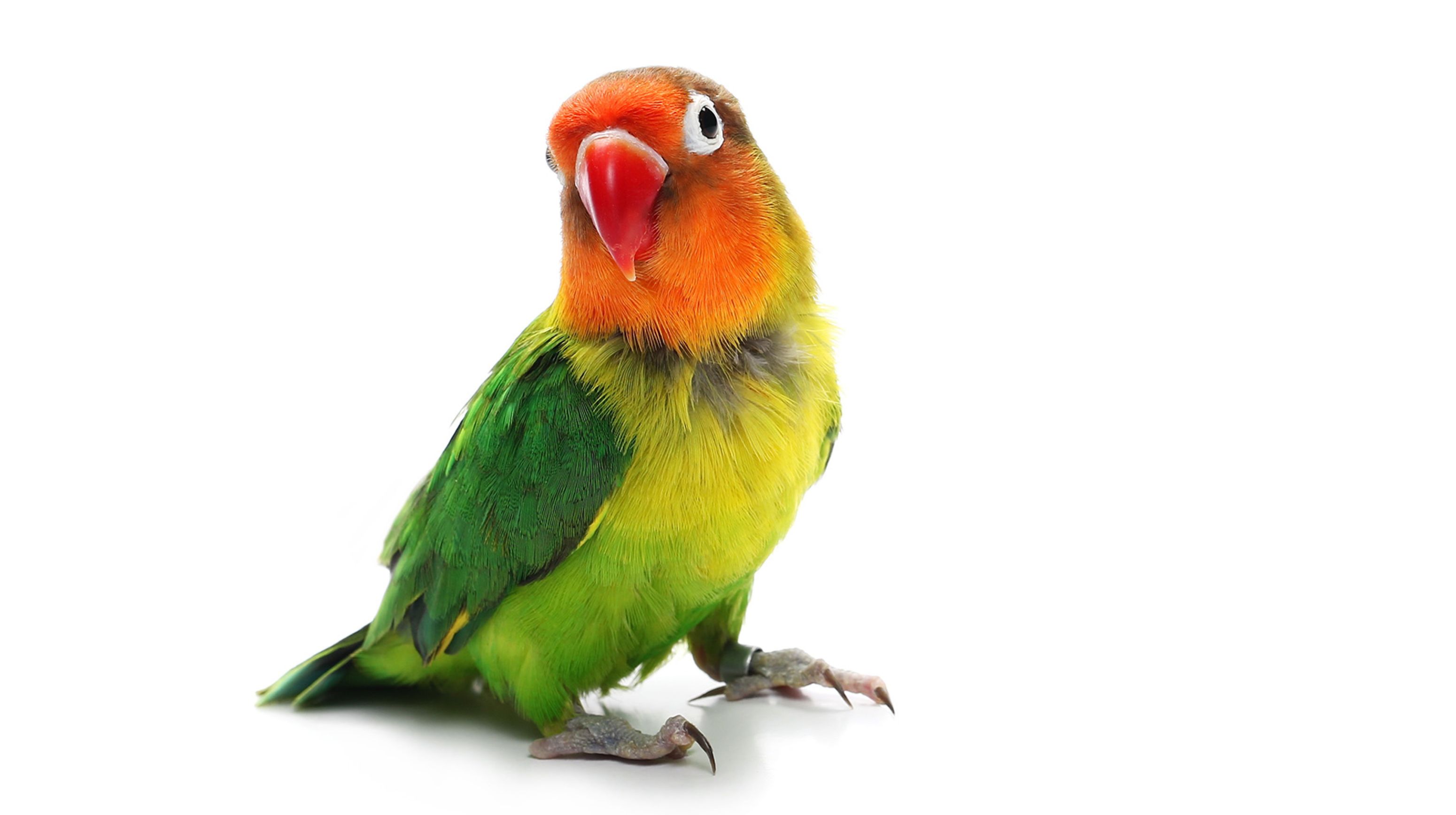 AnimalCare diersoorten vogel