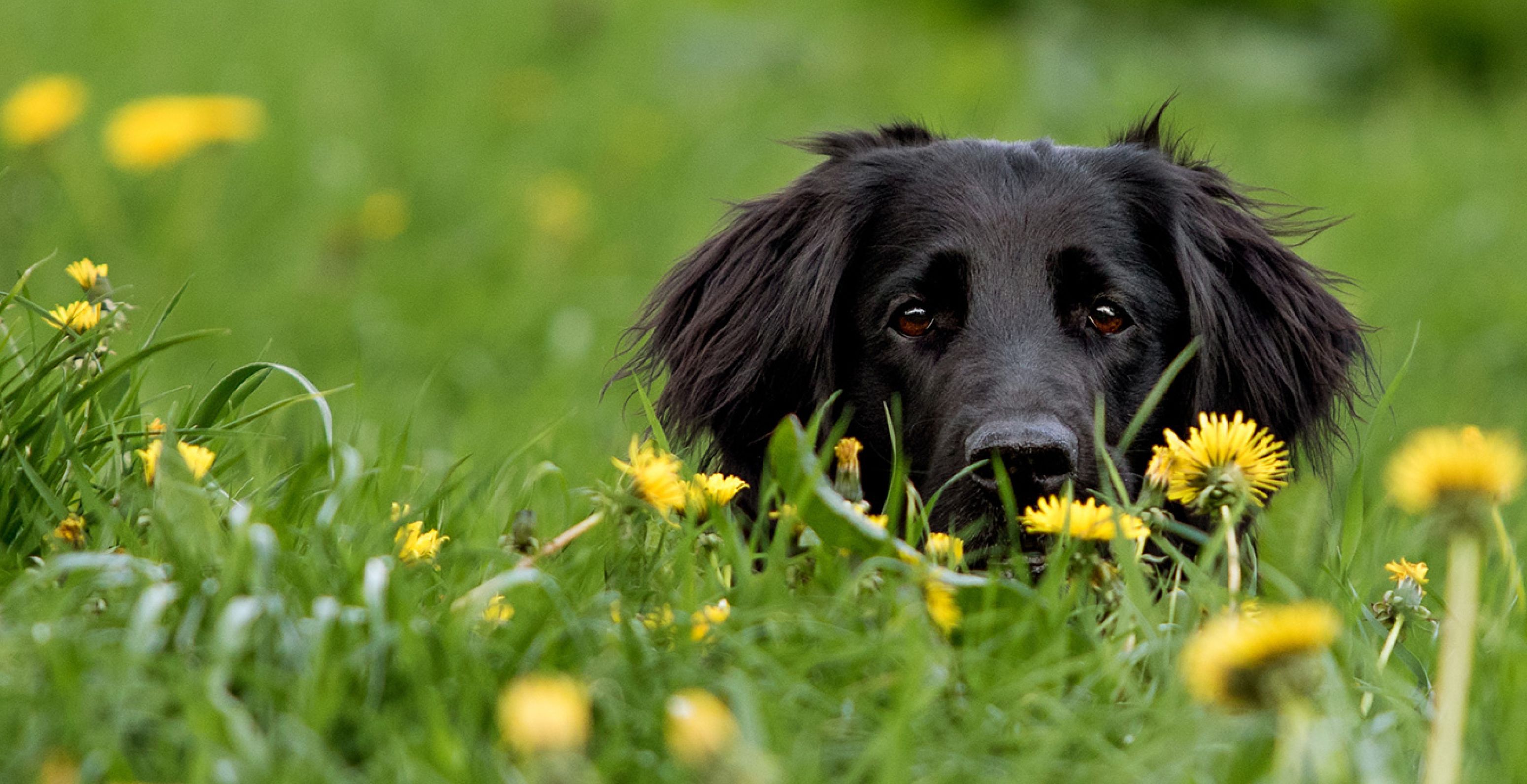 AnimalCare expertise vacinatie hond
