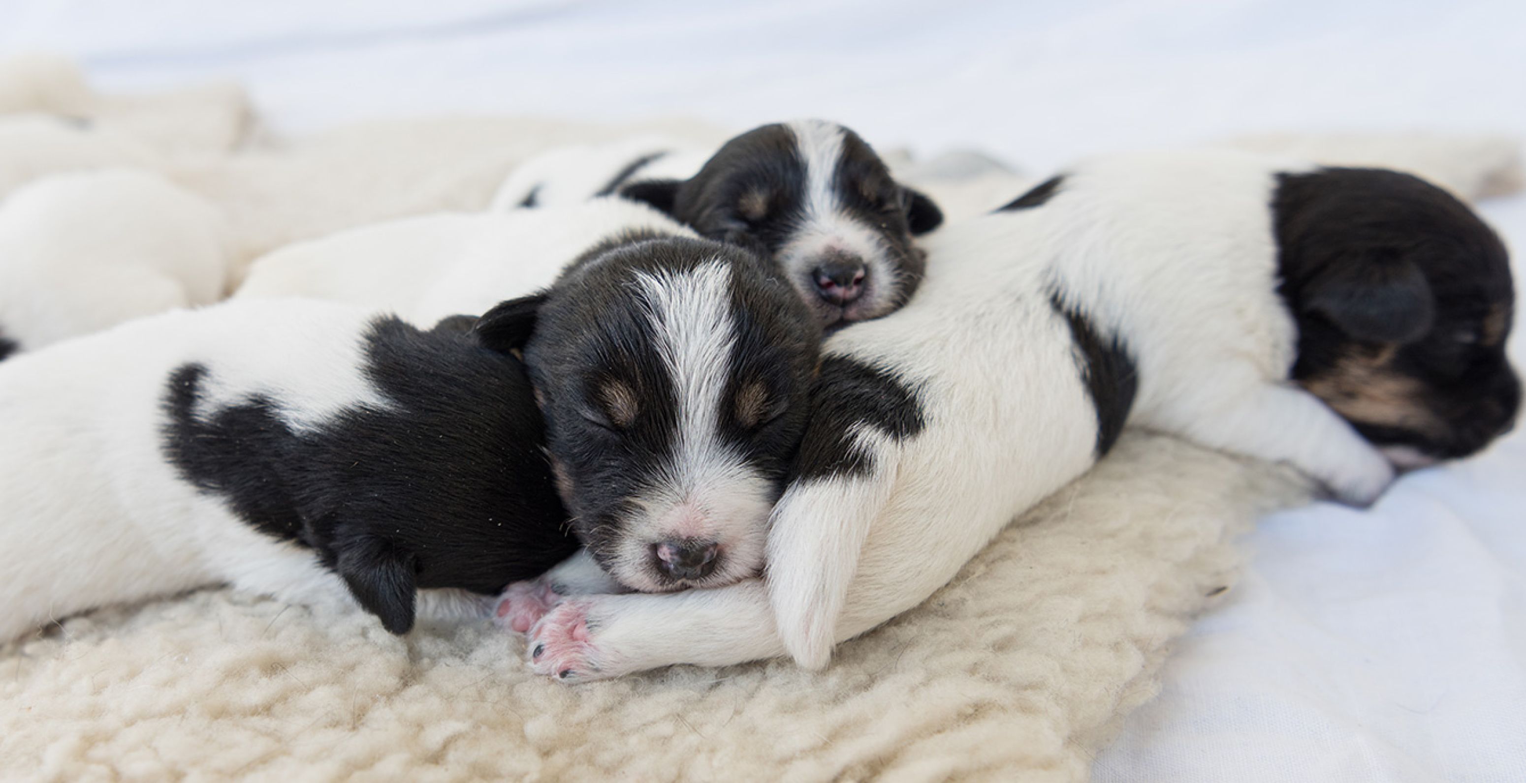 Puppies slapen op een schapenvel