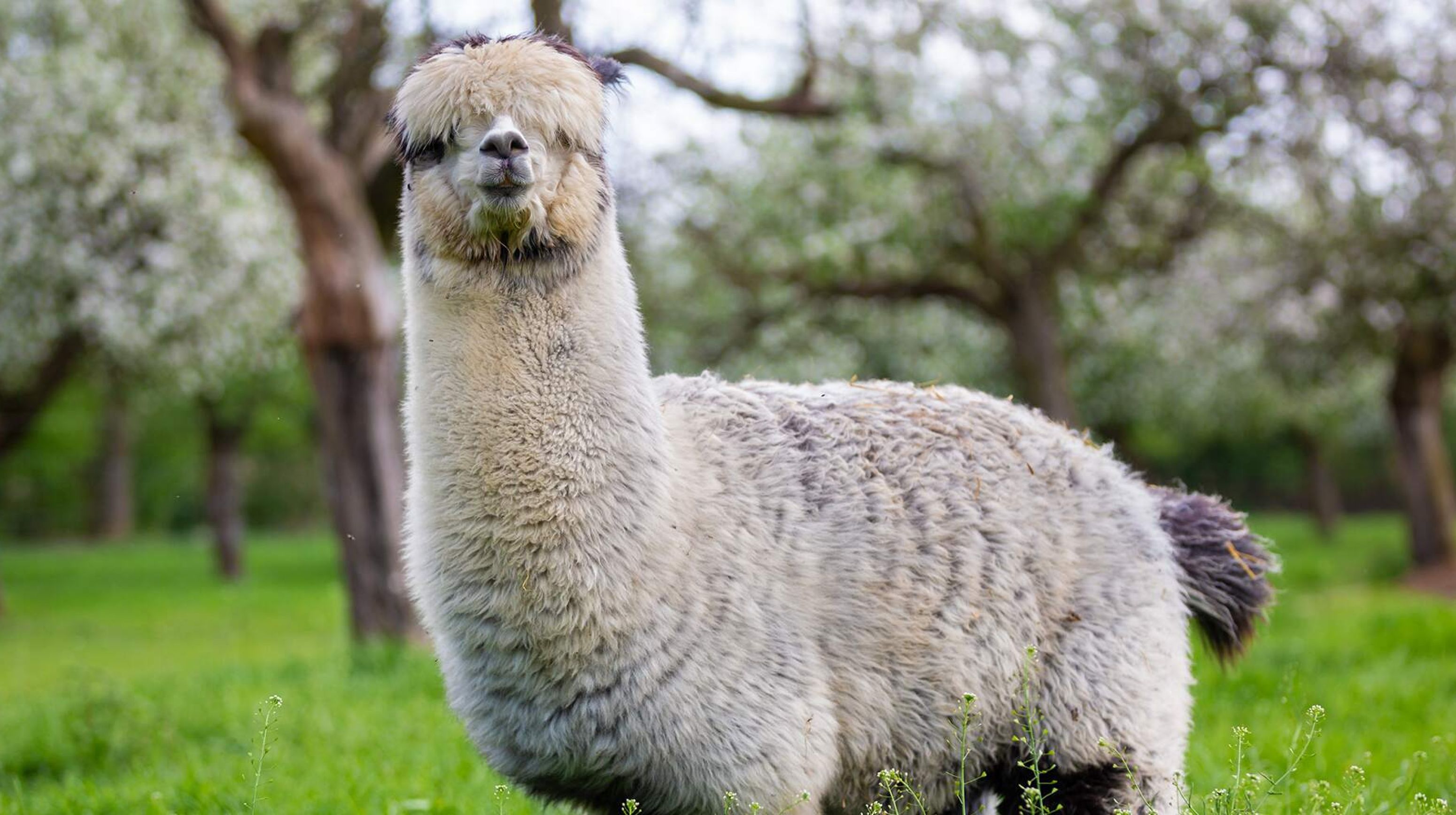 Alpaca hengst in de wei
