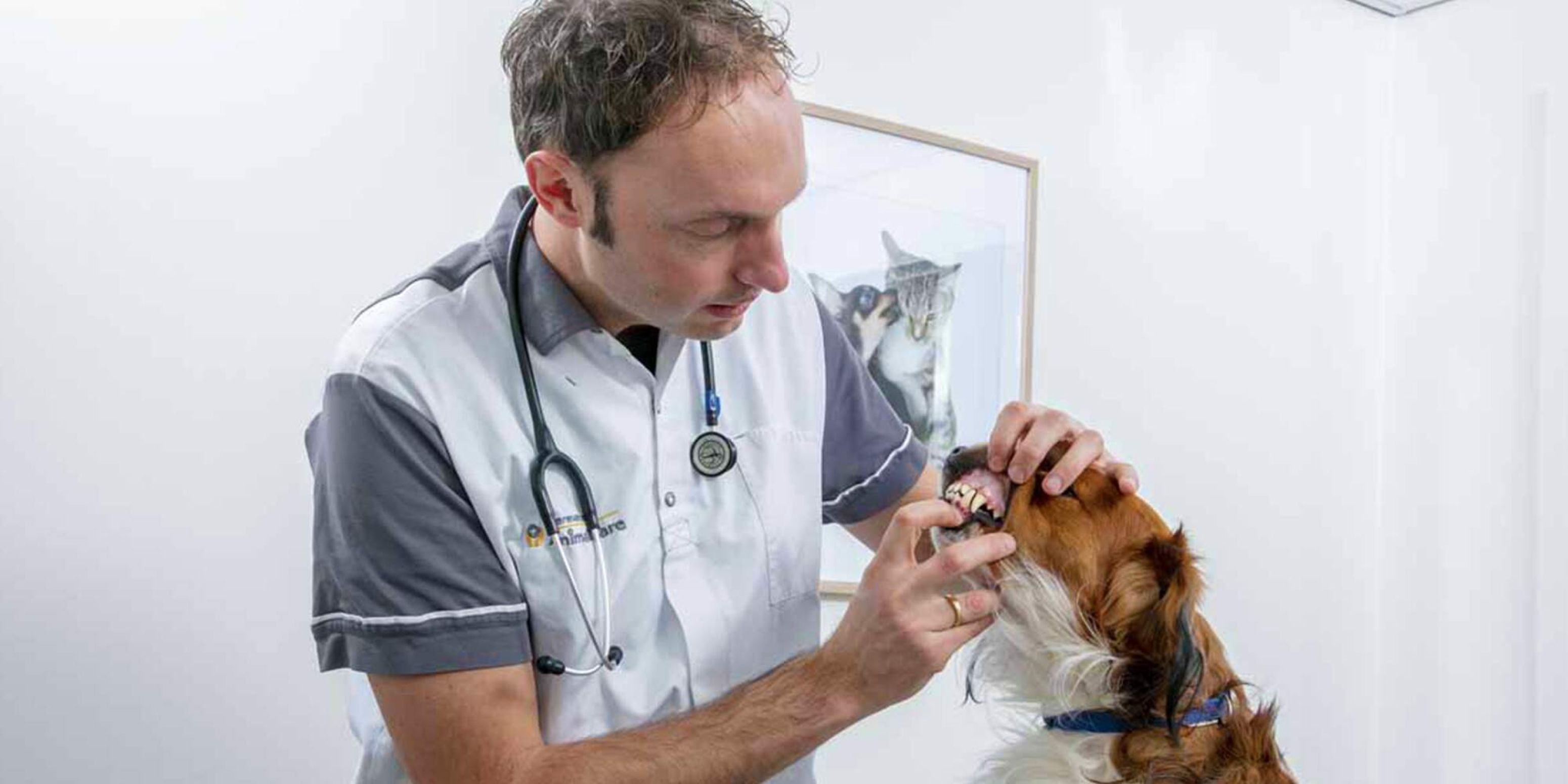 Dierenarts onderzoekt gebit hond