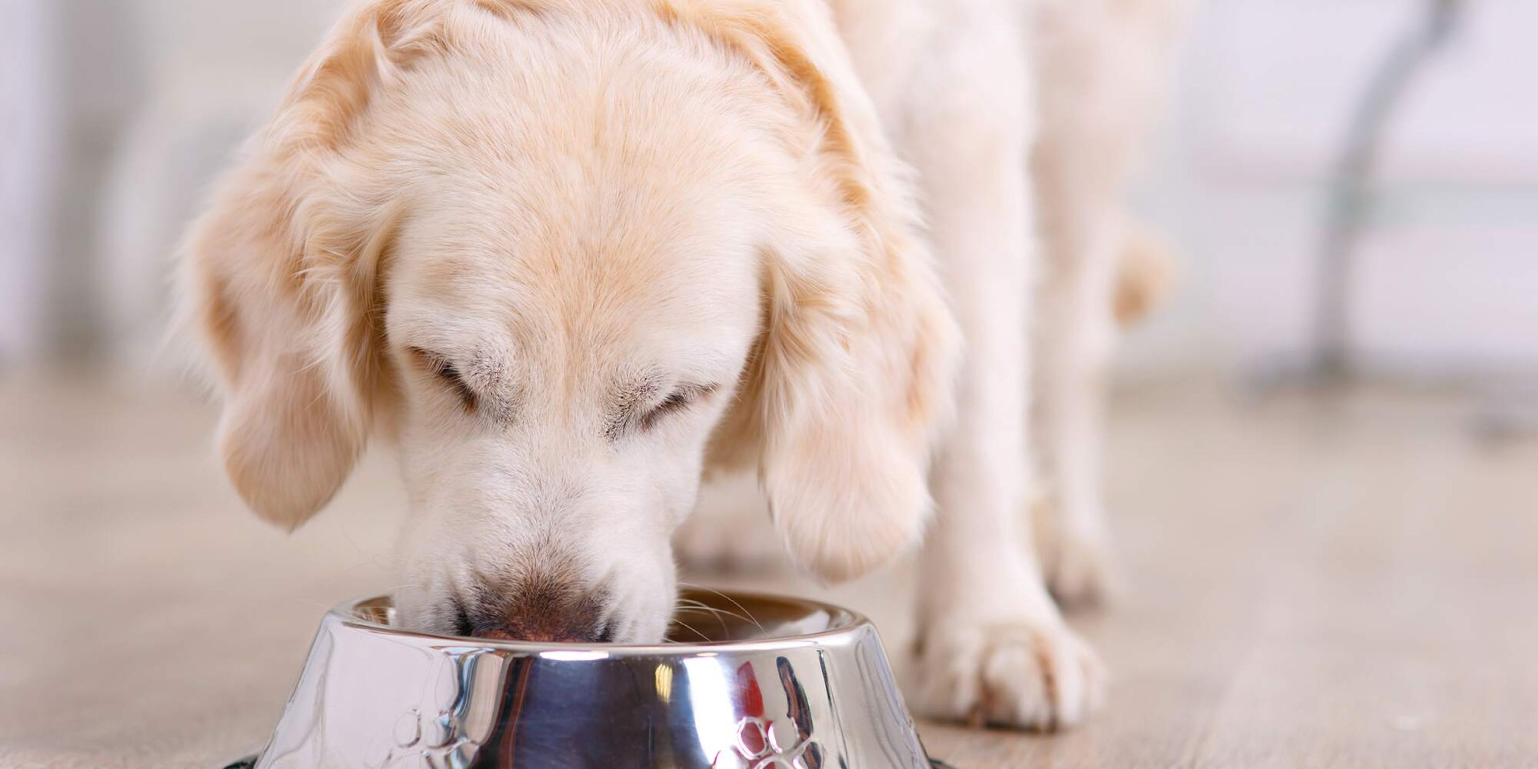 AnimalCare 000s 0000 Hond goede zorg