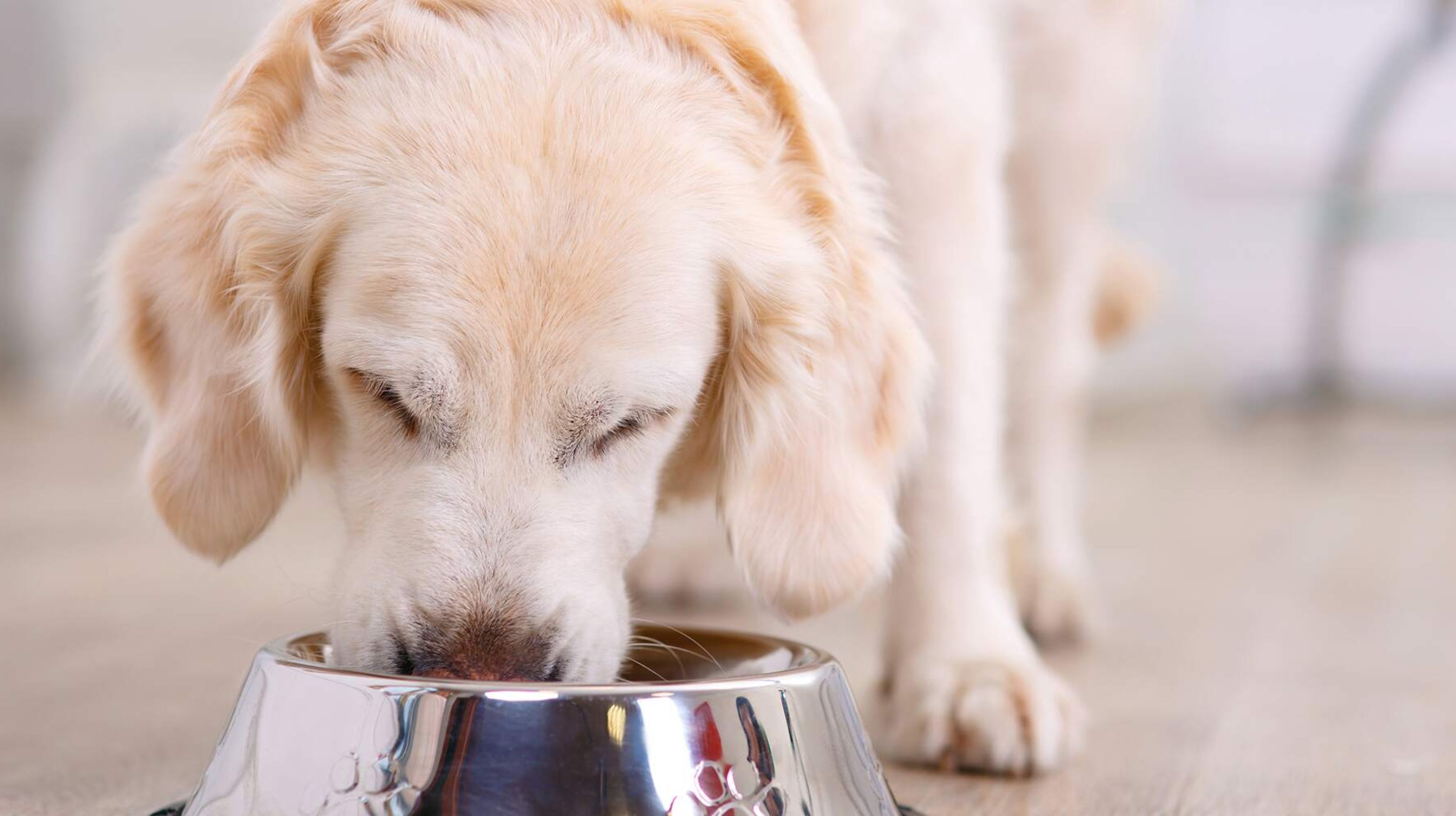 AnimalCare 000s 0000 Hond goede zorg
