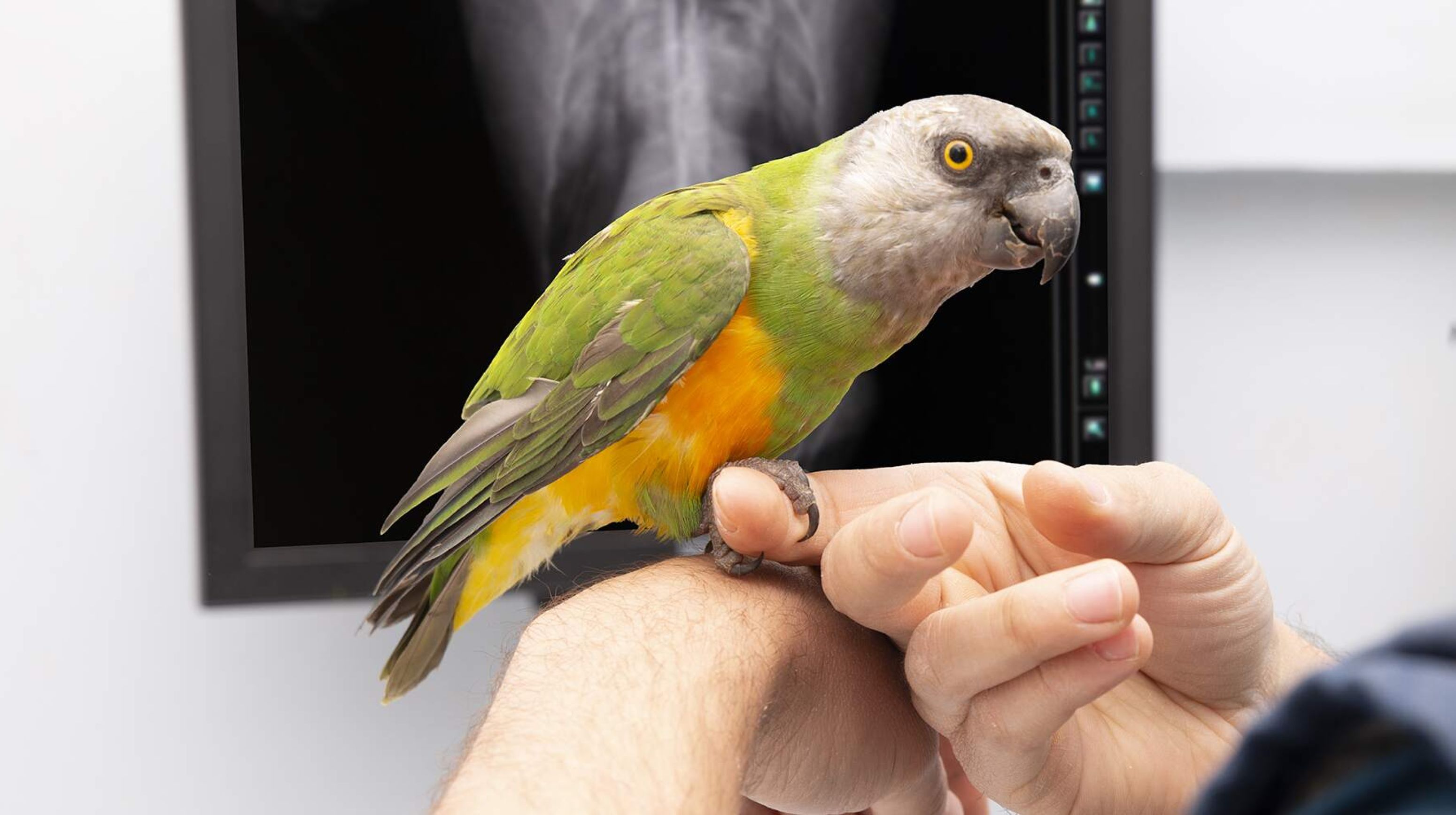Papegaai zit op vinger van de dierenarts